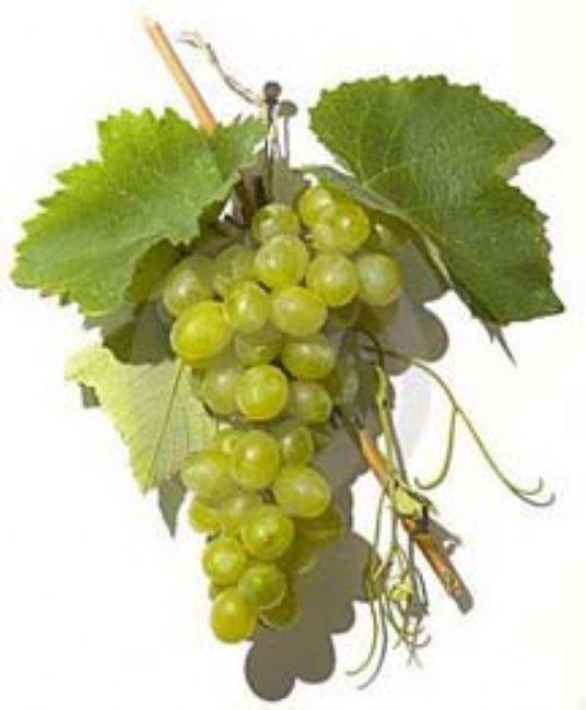 17. ZM: eker oran yksek olan bir meyve olan zm, diyabetli kiiler iin zararldr.