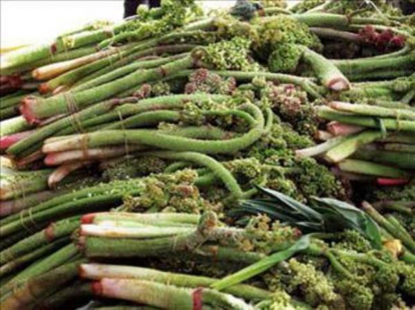 6. IGIN: Bu Asya kkenli bitkiden fazlaca tketildiinde bitkideki toksinler zehirlenmeye yol ayor.