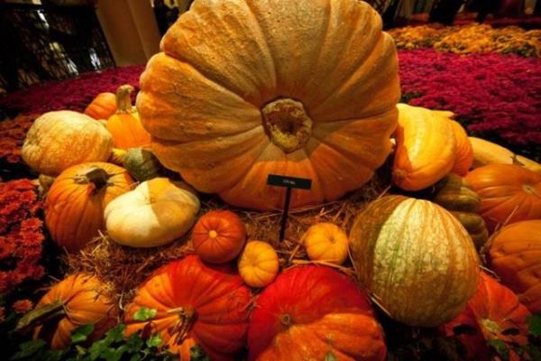 <p><b>Yeil kabak ve balkaba </b></p>  Her iki kabak tr de yksek lif ierii sayesinde tok tutanlar listesinin gzdesi! Yeil kaban idrar sktrc etkisinin yannda kabzl giderici zellii de var.