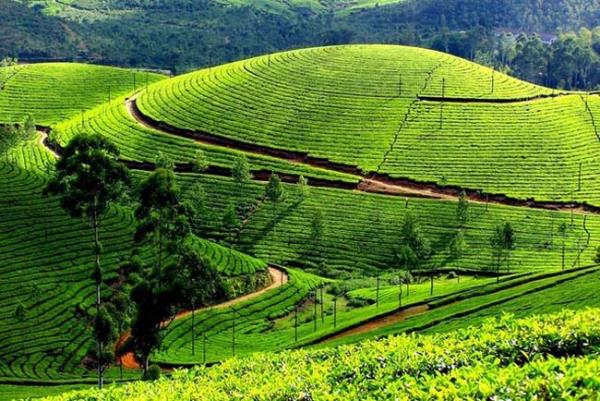 Hindistan - Munnar