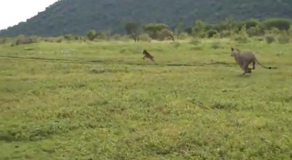 Bu yaknlamann ardndan dii aslan, yavruyu yemeye alan baka bir aslana kar buzay koruyor.