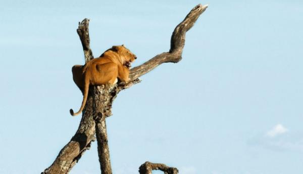 Fil, kendi topraklarn giren aslan bir aata byle sktrd.