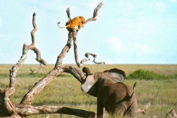 fkeli filin gazabna urayan aslan kurtuluu aaca kmakta buldu.