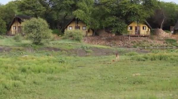 Vahi doada eine ok nadir rastlanan bir durum Kenya'daki Meru Ulusal Park'nda yaand.