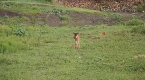Blgede gezintiye kan turistler tarafndan ekilen grntde, dii aslann kk bir buzay kovalad grlyor.