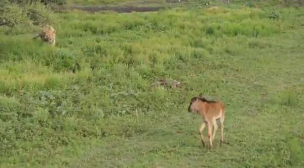 Buza ile adeta oyun oynayan dii aslan, bir anda yavruyu yemekten vazgeiyor.