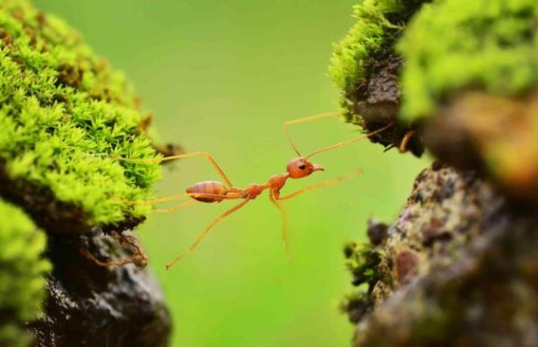 The Nature Conservancy (Doay Koru)'nin yllk dijital fotoraf yarmasnda son 7 ylda ekilen birbirinden harika 100.000 doa fotoraf yer ald. Bu 100.000 fotoraf arasnda listeye sadece 20 fotoraf girdi. te o fotoraflar...