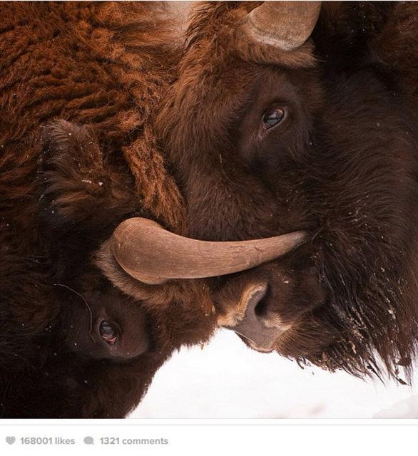 Nesli tkenme tehlikesinde bulunan Avrupa Bizonu, Polonya