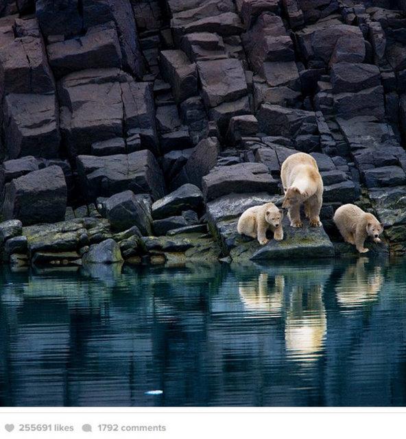 Suyun kenarnda, 3 kutup ays