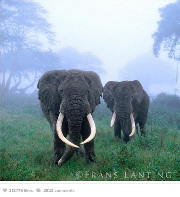 Ngorongoro Krateri, Tanzanya