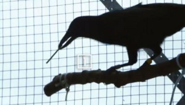 Dr. Taylor kargann deneyde kullanlan nesneleri daha nce grdn ancak onlarla bu dzende ilk defa karlatn vurgulad.