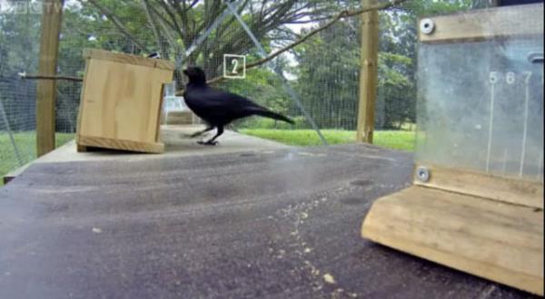 Yaptmz yeni aratrma, kularn eylemlerini kafalarnda kurduklarn deil, eylemlerine tepki gstererek devam ettiklerini ortaya koydu" dedi.