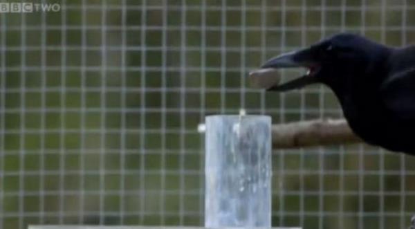 Kargalar, dnyay modellemek iin stn alg yeteneklerini kullanmak yerine, sahip olduklar sinir a, gerekletirdikleri eylemlere en doru ekilde tepki veriyor. Bu sayede dier ku trlerinin zemedii problemlerin stesinden geliyorlar" dedi.