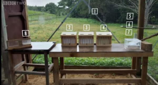 Proceedings of the Royal Society B: Biological Sciences dergisinde yaymlanan aratrmann ban eken Dr. Alex Taylor'n hazrlad 8 admlk karmak bulmacay '007' isimli karga zorlanmadan ksa bir srede zd.