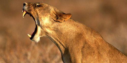 <p><b>19. Farkl farkl Belgeseller izleyin </b></p>  kinci Dnya Sava nedir? Vietnamda ne oldu? Arlar bal nerede, nasl, ne kadar srede yaparlar? Bunlar okumak ve bilgi sahibi olmak 24 saat ksa bir zaman iinde okumak, kalc bir ekilde hafzaya almak olduka zordur. O yzden bunlarla alakal belgeseller filmler izleyip grsel ekilde bilgi edinin.