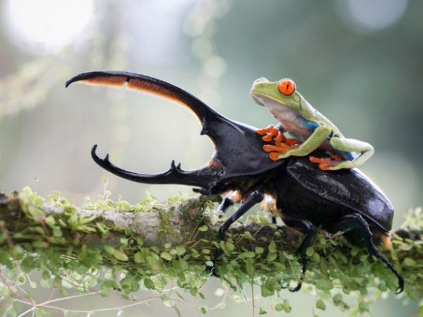 World Photography Organisation tarafndan dzenlenen 2014 Sony Fotoraf dlleri iin adaylar belirlendi.