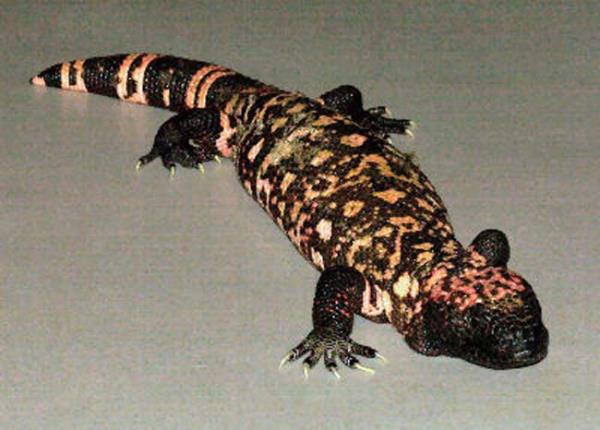 Dnya zerindeki en zehirli kertenkele trdr. Ad Heloderma Suspectum. Trkiye'de Gila canavar olarak biliniyor. Amerika'da yayor. Isr tedavi edilmezse lmcl olabilir...