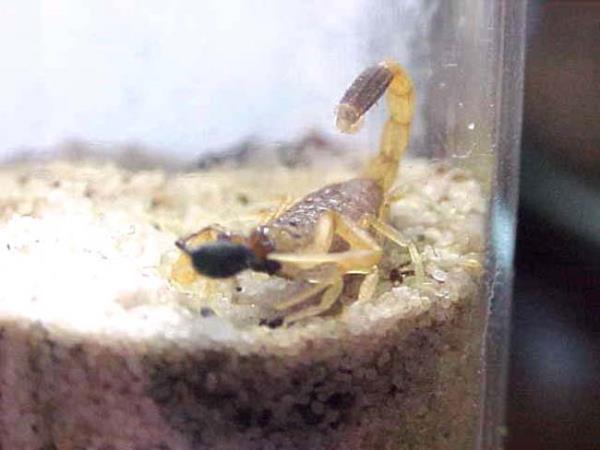 Akreplerin insanlar genellikle el ve ayak gibi uzuvlarndan soktuunu anlatan Yaknc, akrep srmalarnn ardndan zehri emerek karma ve srlan yeri kesmenin yanl olduunu dile getirdi.