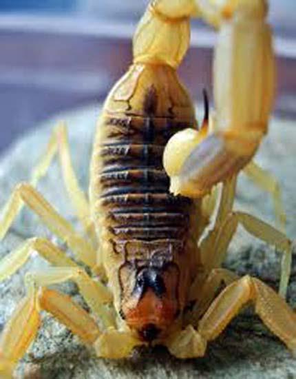 Zehri emmenin dier kiiyi de zehirleyebileceini, srlan blgeyi kesmenin ise toksinlerin vcudun dier blgelerine yaylmasna katk saladn ifade eden Yaknc, akrep sokmalarnda yaplmas gerekenleri yle zetledi: