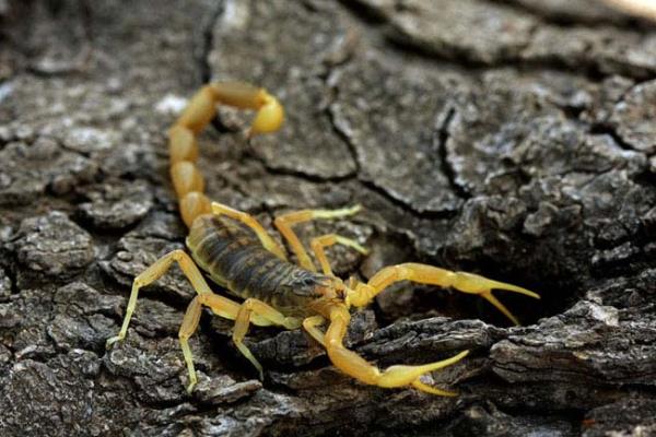 Dnyann en zehirli akrep tr olan leiurus quinquestriatus ise Adyaman ve evresinde tespit edilmitir.