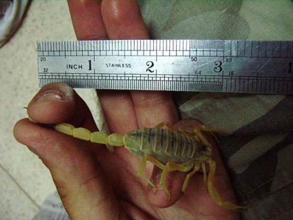 nn niversitesi Tp Fakltesi retim yesi Prof. Dr. Cengiz Yaknc Akrep sokmas olaylarnn gece saatlerinde ve sabaha kar daha sk yaandn syledi.