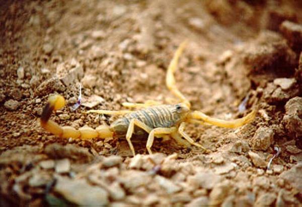 Dnya'nn en zehirli akrebidir. Ortadou'da yayor. Ad Death Stalker. Trkiye'de sar akrep olarak biliniyor. 5-6 santimetre boylarnda ve 1 miligram zehiri 15 bin fareyi ldrebilecek gte ve insan bir saatte ldrebiliyor...