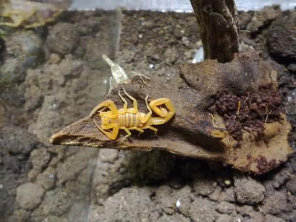 Akrebin soktuu blge vakit kaybetmeden souk suyla ykanmaldr. Sokulan uzvun st ksmndan, kan dolamn da bozmadan ara ara bir bez yardmyla balayp turnike yapmak gerekir. Bylece hem akrebin zehrinin vcuda daha yava girmesi hem de uzvun kan dolam salanabilir.