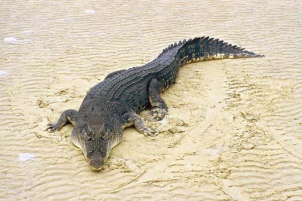 1 ton arlnda ve 6 metre uzunluunda olabiliyor.Gl az yaps ile avn yakalyor.