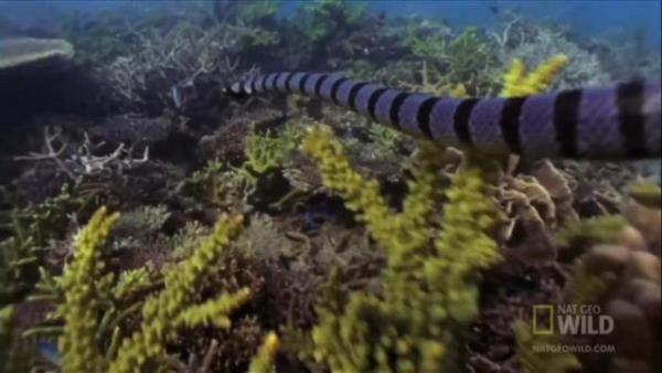 Ylan yakaladktan sonra yuvasna gtren kartaln yavrularn doyurma anlar kameralara ite byle yansd...