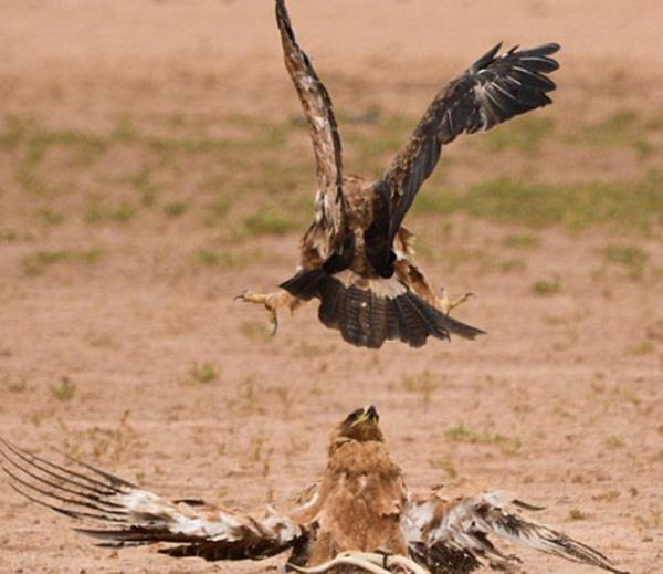 Tm saldrlara ramen a kartal, avn bir an olsun brakmad, ve dier iki kartalla mcadele etmeye devam etti...
