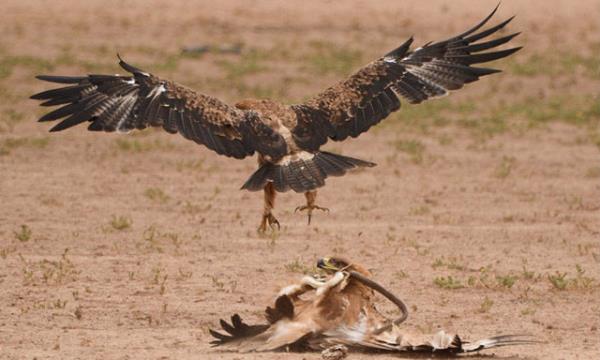 Bu anlar yaanrken fotoraf Anja Denker, olayn ok hzl olup bittiini ve bu srada arka arkaya hi durmadan fotoraf ektiini syledi.