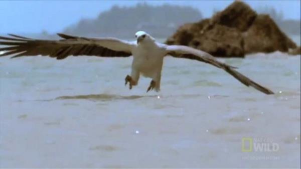 Avnn peine dt ve istediini elde etti...