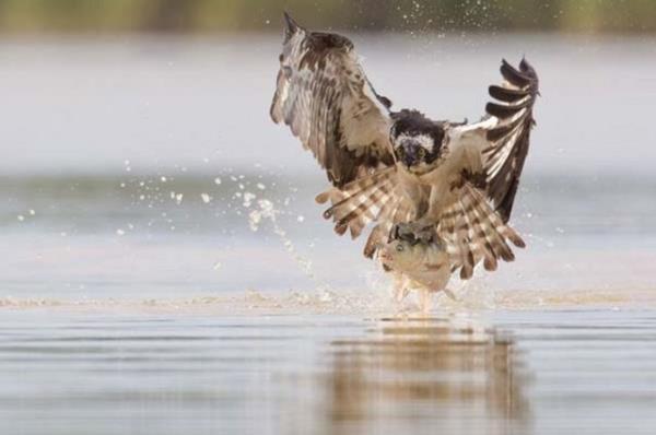 Bir kartaln metrelerce ykseklikten su altndaki bala yapt pikeyi, bal yakalamasn ve sudan ekip gtrmesini kare kare grntledi...