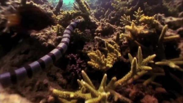 Denizdeki zehirli ylann bir an iin su zerini kmasn frsat bilen kartaln av an grenleri hayrete drd...