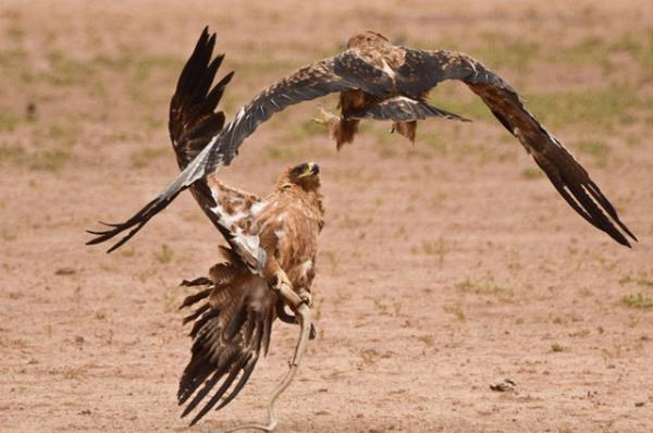 Paylalamayan bu ylan iin kartallar aras amansz bir mcadele balyor...