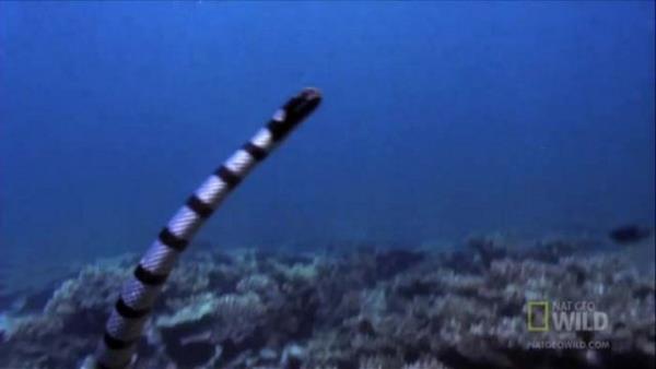 Hereyden habersiz yol alan ylan grp, doru zamanda doru hamleyi bekleyen kartal...