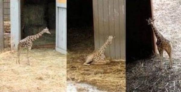 in gerei bcr zrafalar ilk olarak ABD televizyon irketi DirecTV'nin viral reklam kampanyasnda boy gsterdi.