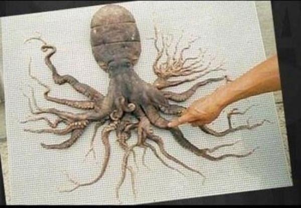 Ahtapotlarda normalde birka dokuna olur. Ancak bu nadir grnen trde tam 96 adet dokuna var.