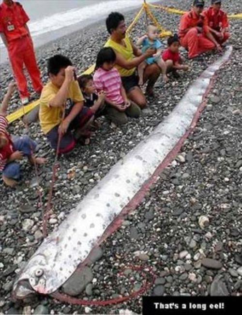 ili'de, Tayvan'daki depremler srasnda yakalanan bu balk ayn zamanda byk Japonya depreminde de balklarn ana takld. Bu yzden insanlar bal deprem habercisi olarak anyor.