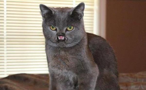 Doutan dama yark olan ve bir vampire benzeyen kediye Lazarus ismini veren Cindy tedavisini stlenerek ona evinin kaplarn at.