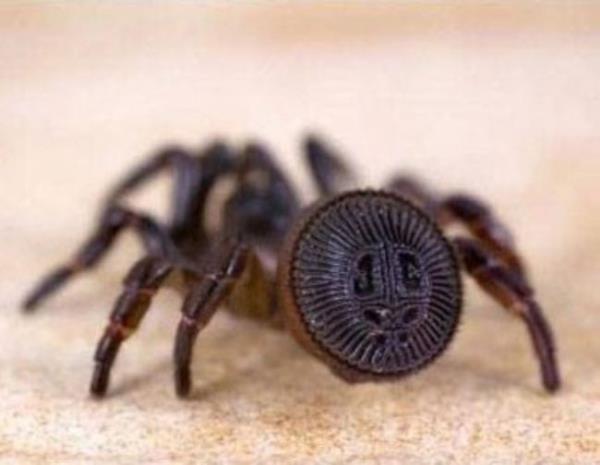 zellikle in'de grlen bu rmcek banda yer alan adeta mhr gibi iaretle esiz bir zellik tayor. zellikle topraa gizlendiklerinde sanki tarihi bir mhr ya da para grnts veriyor.Bu yzden in'de bir krsalda yrrken toprakta bir iaret bulduunuzu dnrseniz sakn onu elinize almaya kalkmayn. nk elinize tehlikeli bir rmcek tr alm olacaksnz.