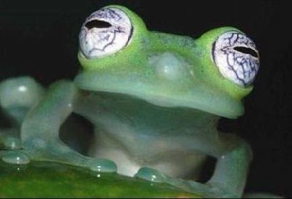 Kurbaalar her zaman bilim adamlarn ilgisini ekecek ilginliklere sahip. Bu kurbaa tr ise belki de en ilginci.