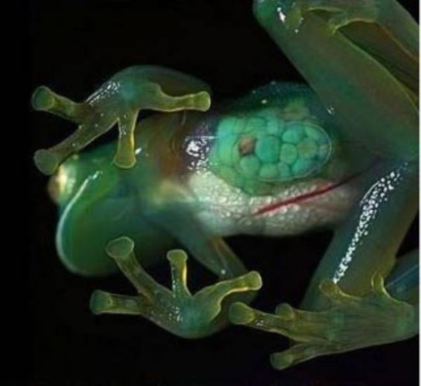 Derisi transparan ve i organlar gzkyor. Cam kurbaa ad verilen bu kurbaa transparan grntsne ramen hem karada hem de denizde kolaylkla yaayabiliyor.