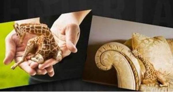 Zrafalar hep en uzun canllar olarak bilirdik. Ancak internette dolaan bcr zrafa fotoraflar ezberimizi bozdu.