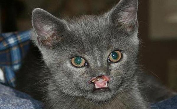 ABD'nin Tennessee eyaletinde sokakta terk edilmi bir halde bulunan kediye retmen Cindy sahip kt.