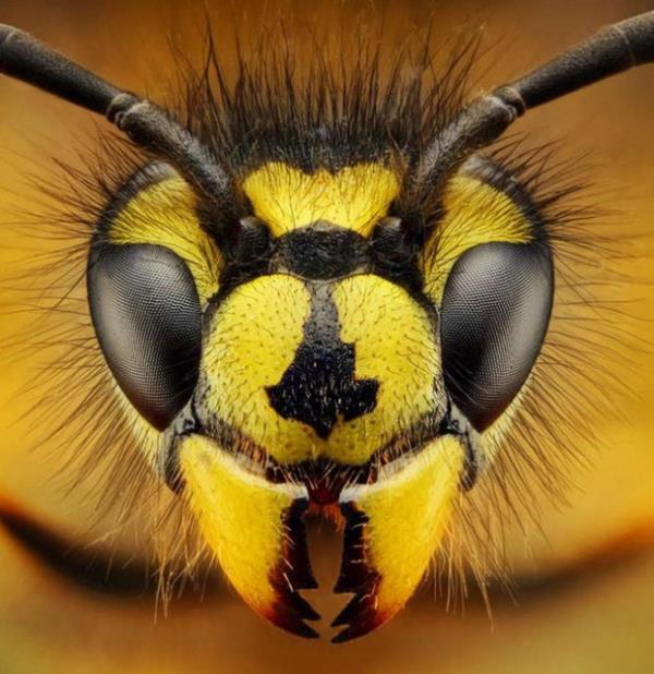 plak gzle grlemeyen, ty, gz, ine ve az gibi detaylarn bu fotoraflar ile gzler nne serildiini sylyor.