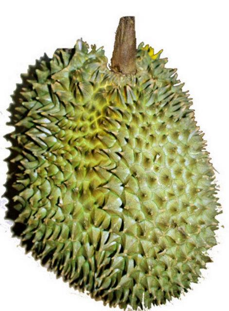 <b>Durian:</b> Malezya ve Asya'nn tropikal blgelerinde yetien bu meyvenin birok lkede tketilmesi yasakland. nk ok kt kokuyor.
