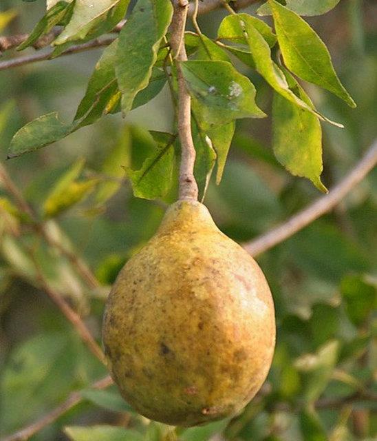 <p><b>Bael</b></p>  Armudu andran bu meyve Hindistan'a zg ve kutsal saylyor. yle kabuunu bakla soyabilecekmisiniz gibi dursa da aslnda yemek iin bir ekice ihtiyacnz var. i yumuack ve tad da gl kokulu marmelata benziyor.