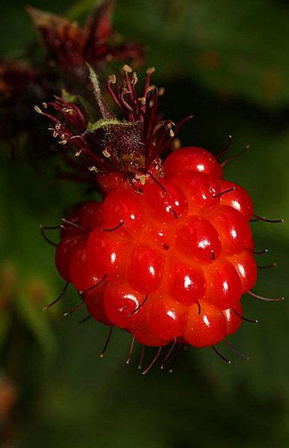 <p><b>Somondudu</b></p>  Turuncu bir ahududu dnn, ama ahudududan daha lezzetli ve C vitamini asndan da daha zengin. stelik kutup dairesine uzanan kuzey alanlarda da yetiebiliyor.