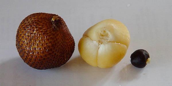 <p><b>Salak</b></p>  Talihsiz ismine ramen salak aslnda lezzetli bir meyve. Endonezya, Malezya be Brunei'de yetiiyor. i sarmsak dileri gibi ama tadnn sper olduu syleniyor.